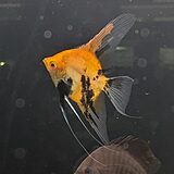 レッドデビルエンゼルフィッシュ