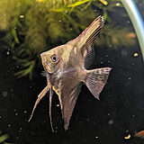 スモークエンゼルフィッシュ