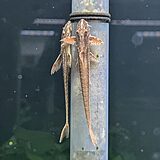 リネロリカリアsp. 'レッド'