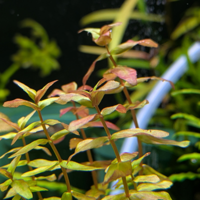 ロタラ マクランドラ ‘イエロー’