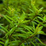 ロタラ ロトンディフォリア 'ラオス'