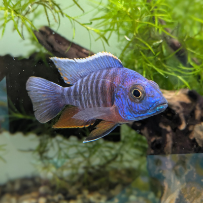 スキアエノクロミス フライエリー