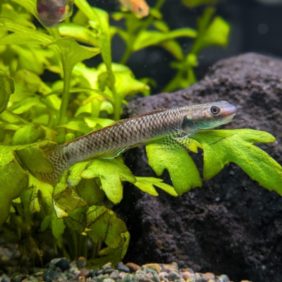 ニジイロボウズハゼ