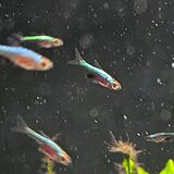 ラスボラ 'アクセルロディー ブルー'