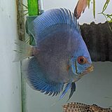 ブルーダイヤモンド ディスカス