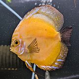 ゴールデンダイヤモンド ディスカス