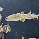 テルマセリナ ボンティ