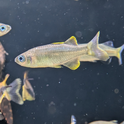 テルマセリナ ボンティ