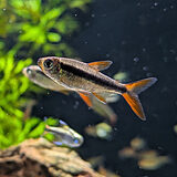 レッドフィン ペンギンテトラ