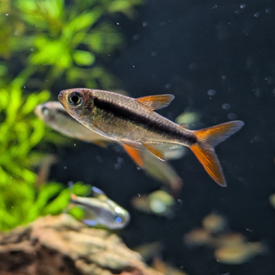 レッドフィン ペンギンテトラ