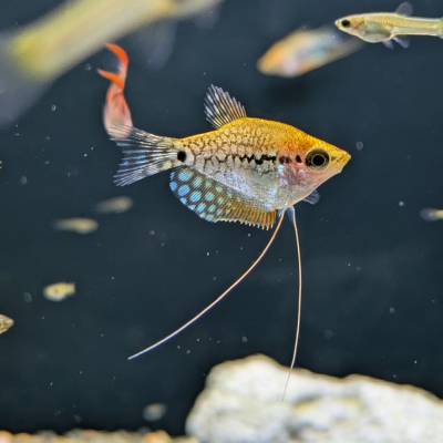 パールグラミー ‘ゴールデンバルーン’