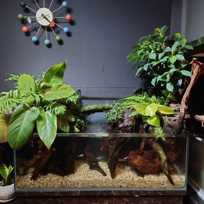 テラリウム水槽の作り方 ー観葉植物を使って簡単アレンジー | Ordinary-Aquarium
