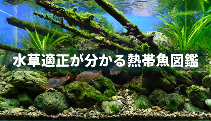水草適正が分かる熱帯魚図鑑 | Ordinary-Aquarium