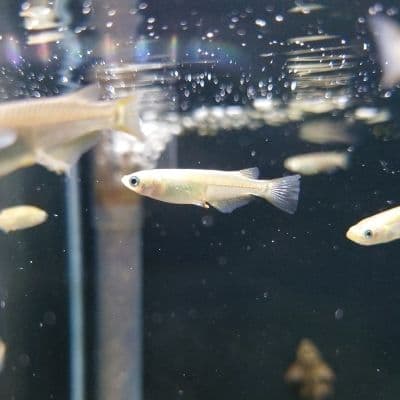 メダカが死ぬ メダカの主な死因と水槽で飼育するのが難しい理由 Ordinary Aquarium