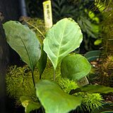 ooia manduensis