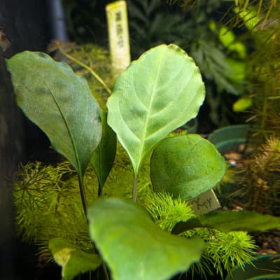 オオイア マンドゥエンシス