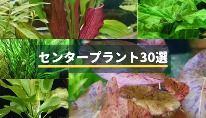 おすすめのセンタープラント30選 ー水槽サイズ別にご紹介！ー