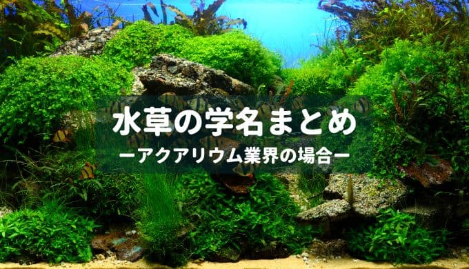 アクアリウム業界で使われる水草の学名まとめ