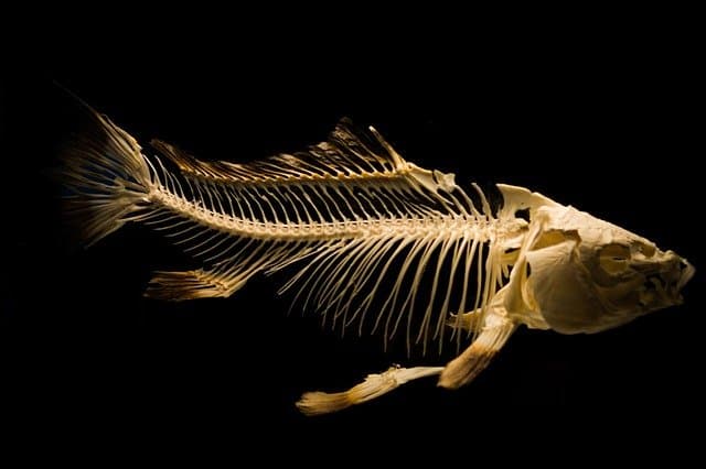魚の骨